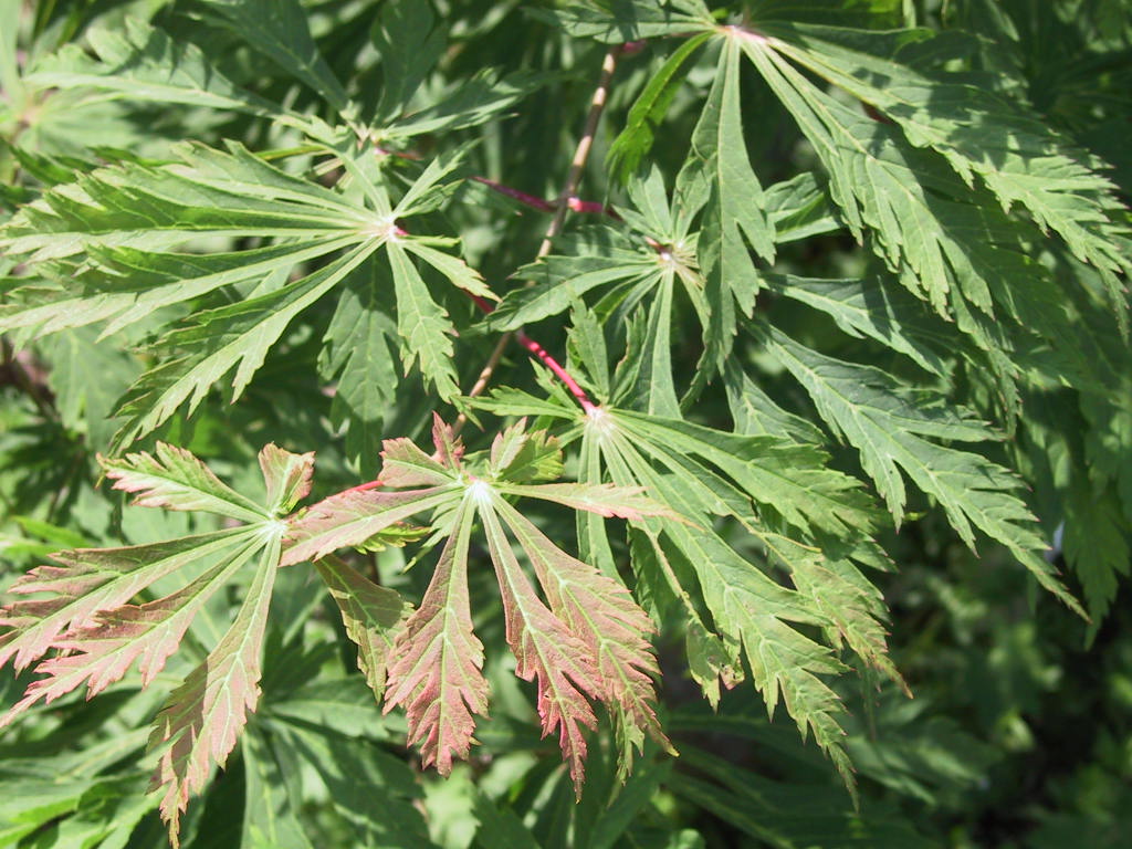 Acer japonicum Aconitifolium Blaetter nah.jpg
